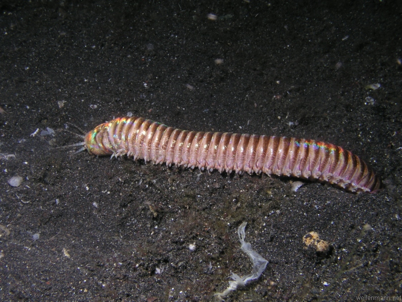 Bobbit Worm